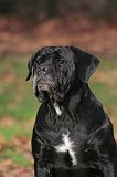 CANE CORSO 1407